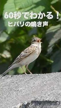 【60秒でわかる！】ひばりの鳴き声（さえずり、揚げひばり、地鳴き） / ヒバリの鳴き声 / Eurasian Skylark Call and Sounds / 雲雀 /北海道野鳥 #shorts