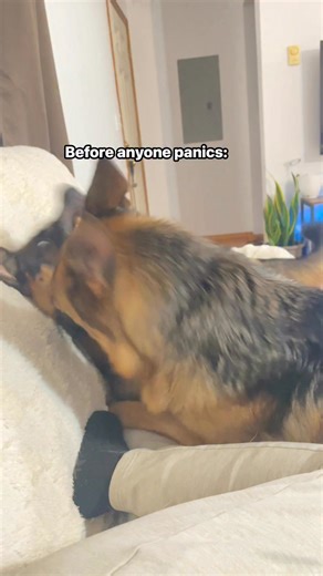 Ruby & Red on Instagram: "I could spend my whole day watching these two… and never get bored. #doglife #pets"