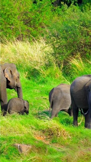 The Beauty of Wild Elephants in Their Natural Habitat 🐘🌍 #elephant