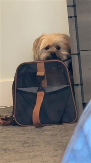 Don't Cry: Yorkie Pomeranian Moments