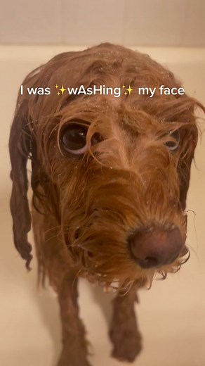 Maybe i was a little dramatic #thatgirlaesthetic #cavapoo #cavoodle #doodlepuppy #funnydogsoftiktok #puppy