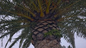The trunk of a palm tree close-up camera rises to the top visible top of the top of the tree with lots of berries