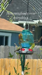The most beautiful green hummingbird chose my garden 🥹 this little guy has been hanging around for a few weeks now, and today we’ve noticed 3 others with him. Having hummingbirds is definitely one of my favorite garden perks, thank you Grete Gotye #Hummingbirdlove #hummingbird #reel #animals #videobird #viral #bird #nature #animais | Hummingbird Love