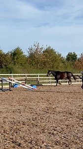 2.2K views · 48 reactions | Toby getting in some practice ahead of our lecture demo on Friday | Horses Inside Out | Facebook