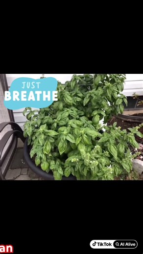 You Would Be CRAZY, not to grow this HERB! | sweet Italian basil