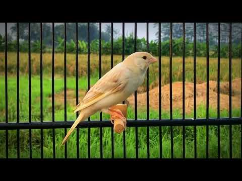 Nonstop Canary Song for Relaxation and Stress Relief