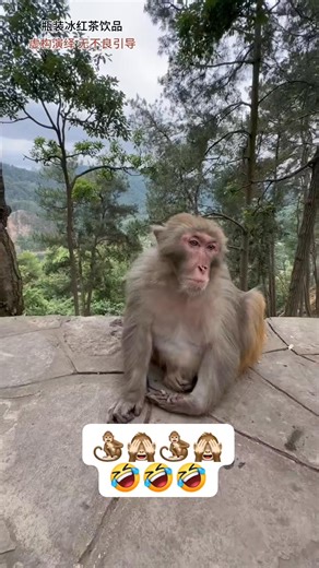 167K views · 2.2K reactions | Funny clip, monkey.藍藍 | comedy video | Facebook