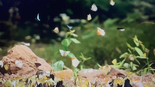 This is an early morning free write. You want to hear some Sunday morning, who does he think he is arrogant butcher, baker, candlestick maker free market economy sh**. For someone to actually have the nerve to choose some craft or skill and work on it and then expect one day they can apply that skill to the market and expect some fool to pay them. It’s some shoe cobbler, shade tree mechanic sh**. By mid February 2026 I will be available for bookings. Wash me on the backs of butterflies. I write 