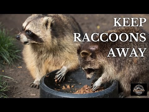 How To Keep Raccoons Away From Your Campsite & Food With These Easy Tricks