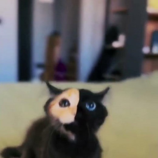 The incredible three-faced cat, also called a Chimera cat