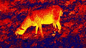 Sheep Grazes Meadow Analog Thermal Image 库存影片视频（100% 免版税）1077422534 | Shutterstock