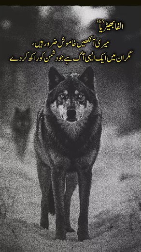 Alpha Wolf 🐺 #Alphastormwolf #1millionaudition #viral #Foryou #wolf