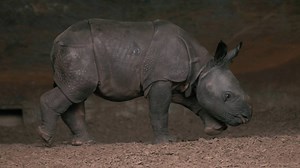 13K views · 476 reactions | Meet the new baby Rhino calf born at Chester Zoo | North Wales Live | Facebook