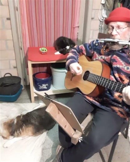 " Home On The Range " 2 #harmonica #guitar #quietliving #dog #cat #humor #funny #entertainment