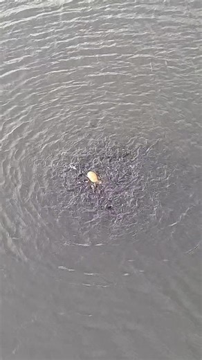 Sanla ene ti aventure safe net. | Vertex Exploration- Mauritius