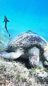 Tauchen im Roten Meer - Safaga, Ägypten