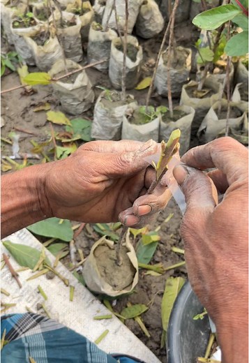 Grafting Techniques for Successful Plant Propagation