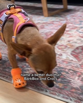 LIMITED TIME ONLY! | BarkBox