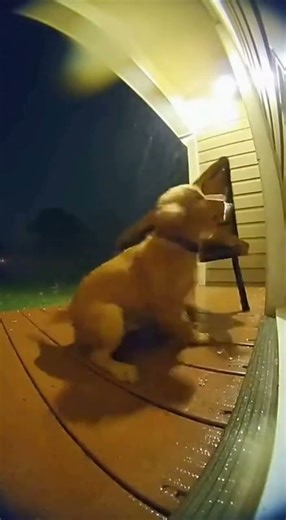 Pug Crawling in Storm Winds