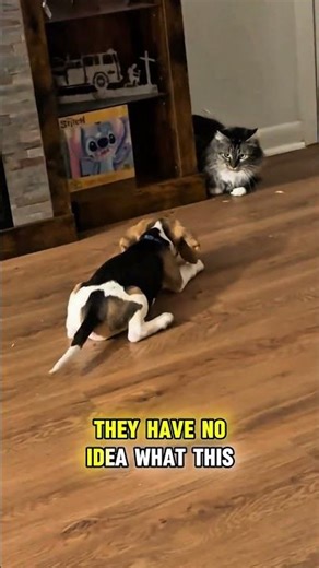 DOG Meets CAT for the First Time 🐶🐱. #dogandcat