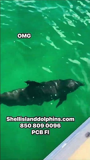The Shell Island Dolphin Tours PCB #viral #beach #florida #fypシ #shortvideo