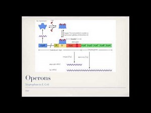 Bacterial Gene Regulation (Operons)