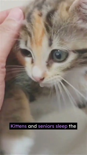 Why Do Cats Sleep So Much? (The Surprising Truth!) #cat #cathacks #catproblems