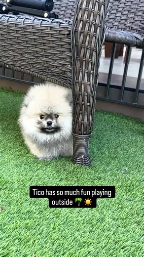 Tico has so much fun playing outside! Suni | Dogs Playing