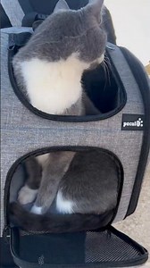 Pecute Pet Backpack Review: The BEST Travel Carrier for Dogs & Cats? 🐶🐱 #Pecute #petcarrier