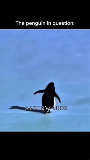 The Penguin in Question #fitness #humor #motivation