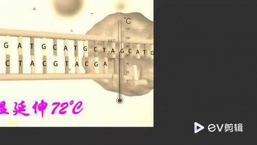 PCR扩增技术原理及过程动画演示