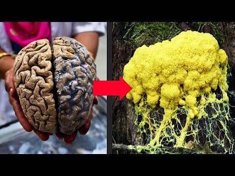This Slime Could Replace Your Brain