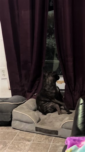 Heartwarming Dog Welcomes Dad Home with Joy