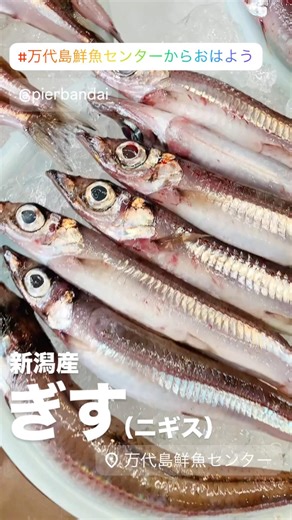 新潟産 ぎす（ニギス） #万代島鮮魚センター #万代島鮮魚センターからおはよう #shorts