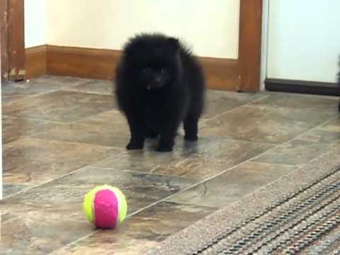 Black Pomeranian Puppies