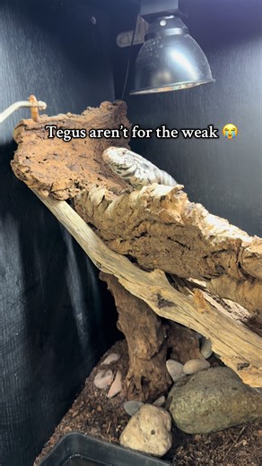 Taming My Tegu: The Challenge of Exotic Pet Ownership