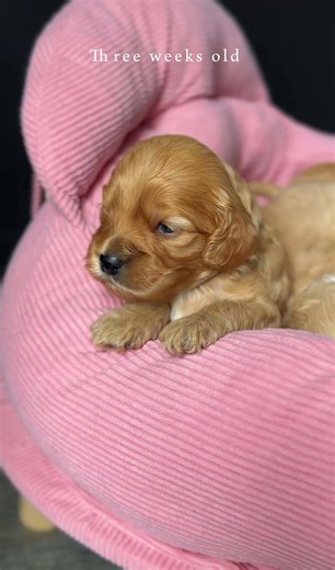 3 weeks old Cockapoo F1 puppies 🐾 #cockapoo #cockapoopuppy #cockapoolove #cockapoolife#f1cockapoo