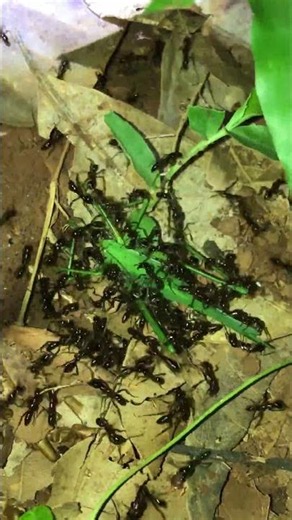 Black Ants Attacking a Green Grasshopper