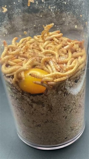 1 Hour Time-Lapse Feeding Frenzy: 700 Mealworms vs Cherry Tomato 🍅🪱