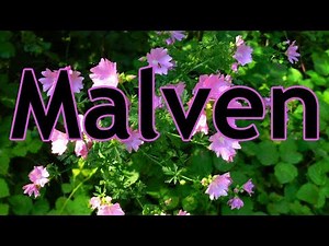 Über Malven