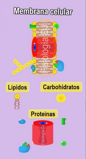 Membrana celular estructura y función | Componentes de la membrana celular