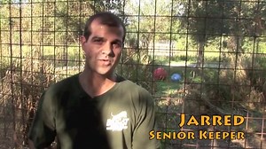 53K views · 6K reactions | Have you ever wondered.... "Do big cats cough up hair balls?" Joseph knows the answer, do you? | Big Cat Rescue | Facebook