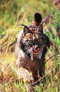 The awesome-looking Iberian lynx might not go extinct after all
