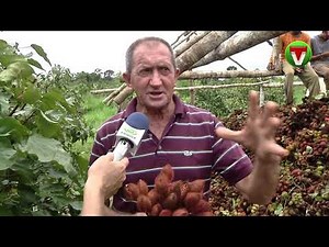 Cultivo do urucum