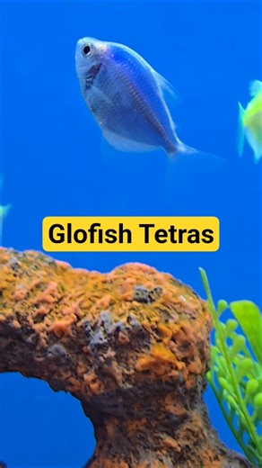 🐟Glofish Tetras #Shorts #Glofishtetras #Tetras