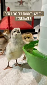 PSA: New chicks need a warm start! Use warm water in their waterer at first to help regulate their body temperature. #babychicks #chickensofig #raisingchickens | The Chicken School