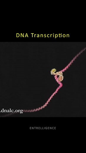 DNA Transcription Process Explained in Real-Time