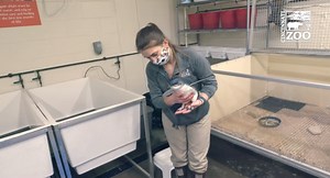 1.6M views · 99K reactions | Mars & Rover the 2 month old little blue penguin chicks are ready for their first swim lessons. As suspected they took to the water like pros. | Cincinnati Zoo & Botanical Garden | Facebook