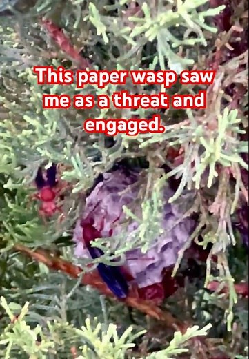 Red paper wasp emerges and performs a warning fly by! #buglife #wildlife #nature #shorts #fyp #wasp