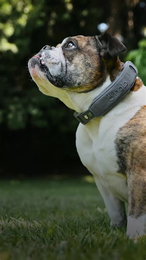 Halo Collar on TikTok